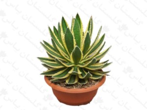 آگاو ابلق