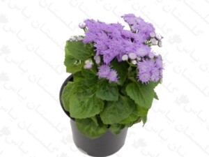 ابری آبی