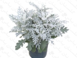 ابری نقره ای