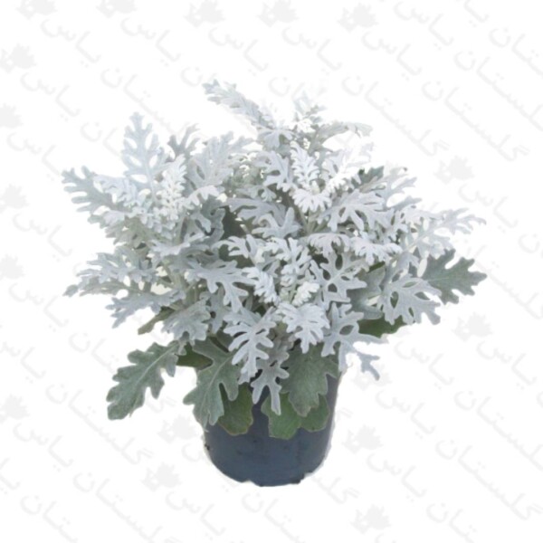 ابری نقره ای