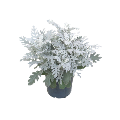 ابری نقره ای
