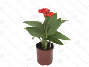 اختر خارجی