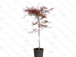افرا قرمز