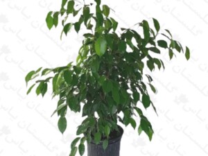 بنجامین بلک (سبز)