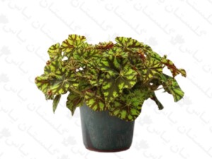 بگونیا ببری