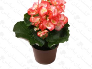 بگونیا هیمالیس
