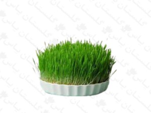 سبزه