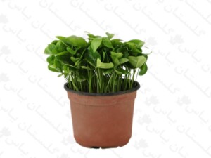 سبزه نارنج