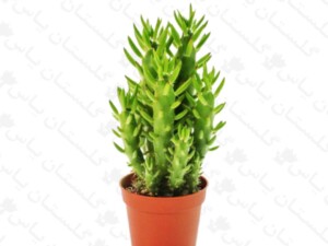 سیلندریکا