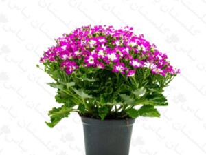 سینره