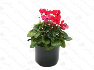 سیکلامن گل ریز