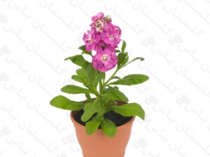 شب بو
