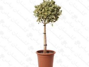 شمشاد طلایی پایه دار