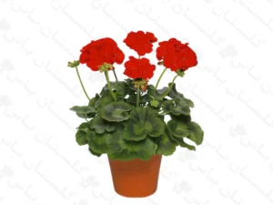 شمعدانی هلندی