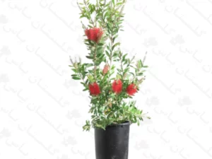 شیشه شور
