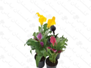 شیپوری رنگی