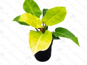 فیلودندرون لیمویی