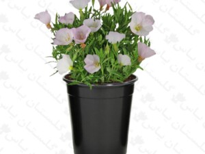 گل مغربی