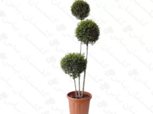مورت پیوندی