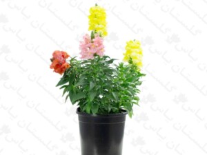 گل میمون