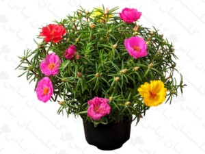 ناز آفتابی
