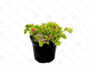 ناز یخی سبز