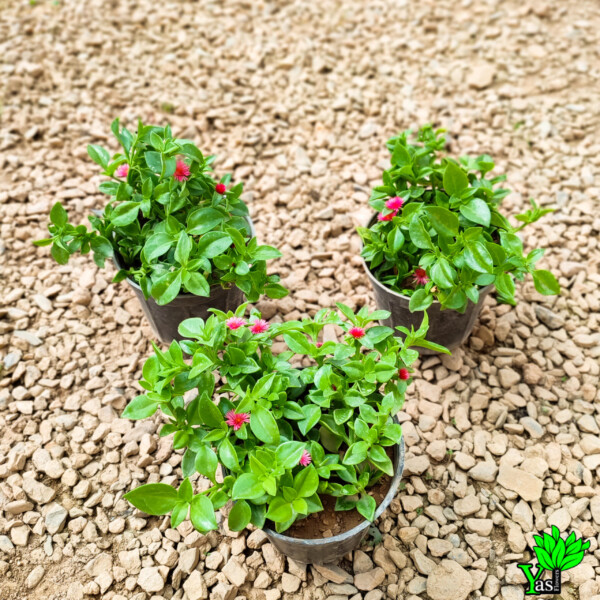 ناز یخی سبز