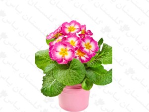 پامچال