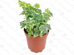 پاپیتال مینیاتوری (هدرا)
