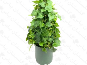 پاپیتال چماقی