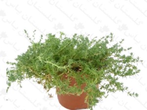 چمن فرانکینیا