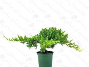 کاج جونی پروس باغچه ای