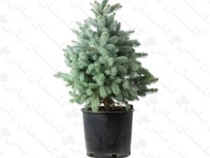 کاج نوئل آبی