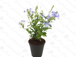 یاس آبی