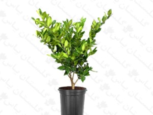 یاس هلندی