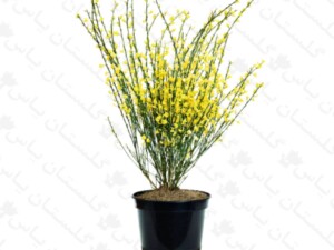 یاس پرطاووسی