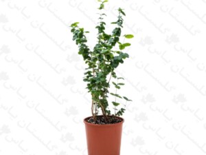 یاس عمامه ای
