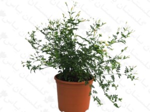 یاس چمپا