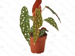 بگونیا بال فرشته ای