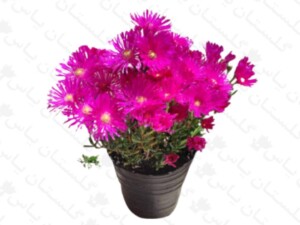 ناز گوشتی رونده