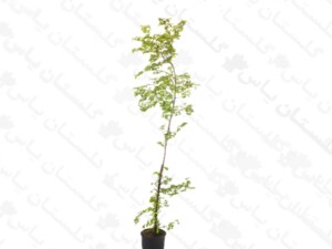نارون