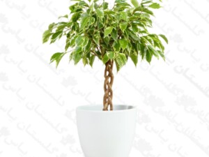 بنجامین ابلق بافت