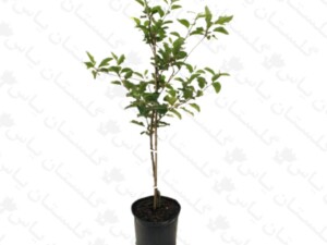 نهال آلو زرد