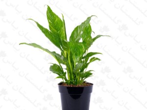 گیاه اسپاتی‌فیلوم ابلق