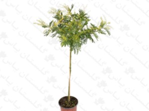نهال اقاقیا