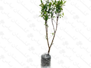 انار خوراکی