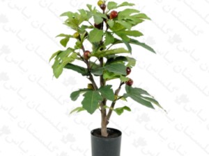 نهال انجیر گلابی