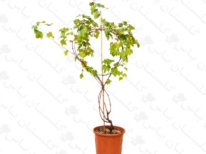 انگور قرمز