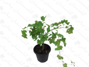 نهال انگور عسگری