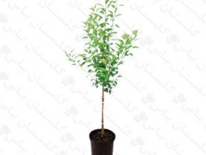 نهال بادام
